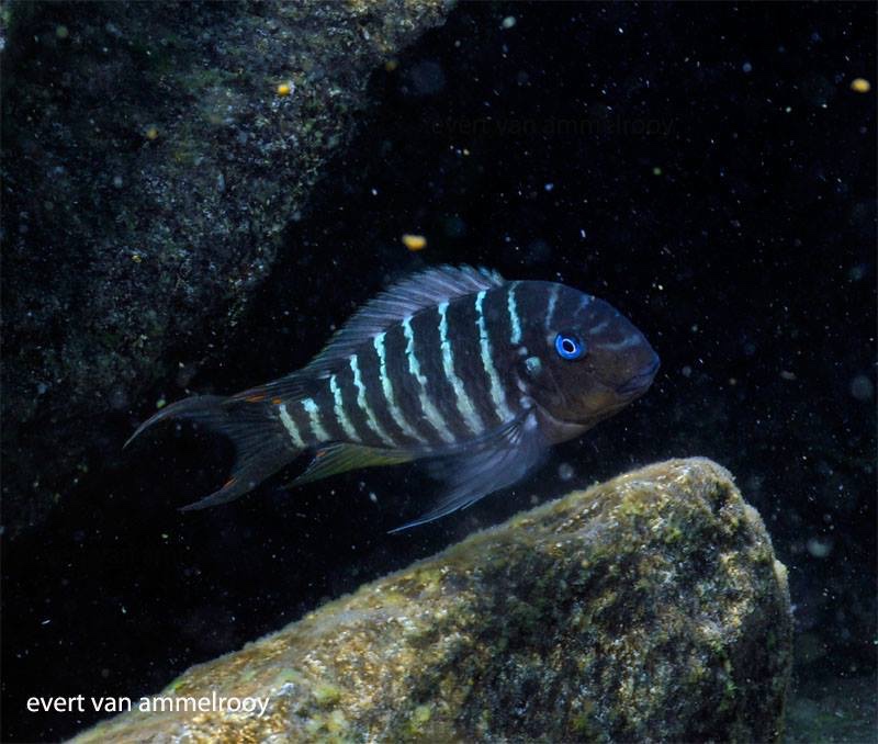 Tropheus polli 'Mahale Mountains NP'